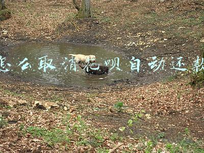 怎么取消花呗自动还款