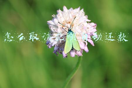 怎么取消花呗自动还款