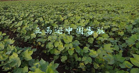 亚马逊中国客服