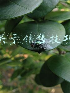 销售手段和方法有哪些(如何成为销售高手？)