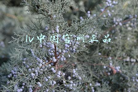 lv中国官网正品