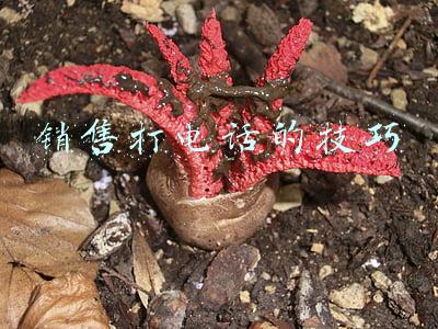 销售打电话的技巧
