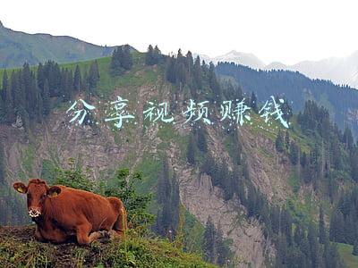 分享视频赚钱