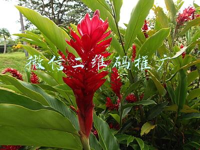 微信二维码推广