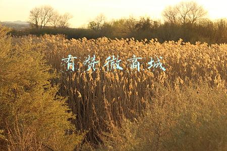 有赞微商城