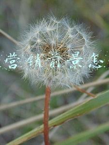 网络营销前景怎么样