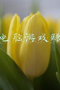 开发电脑游戏赚钱吗