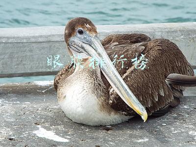 眼膜排行榜
