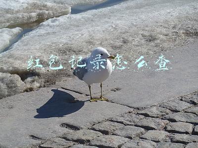 红包记录怎么查