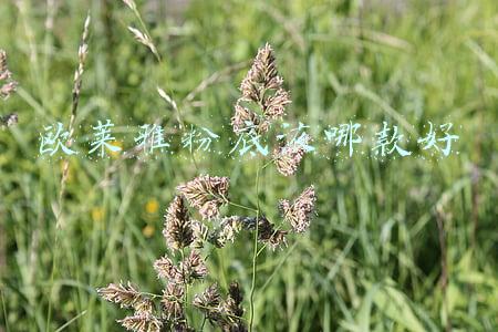 欧莱雅粉底液哪款好