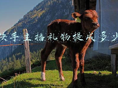 快手主播礼物提成多少