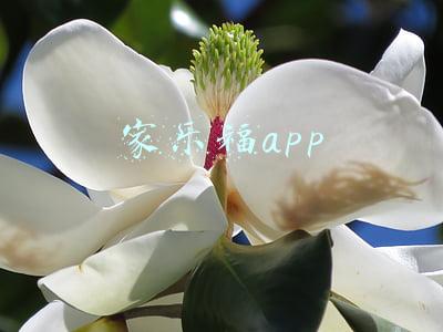 家乐福app怎么没有了(家乐福App从应用市场下架，苏宁易购App接入\u0026#34;家乐福到家\u0026#34;服务)