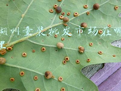 湖州童装批发市场在哪里