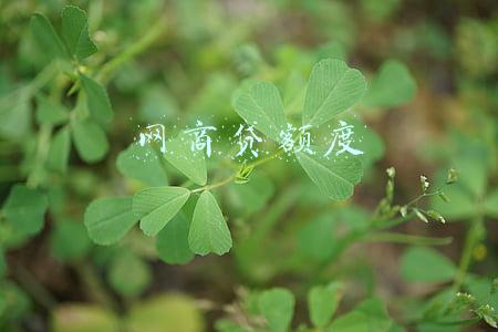 网商贷额度