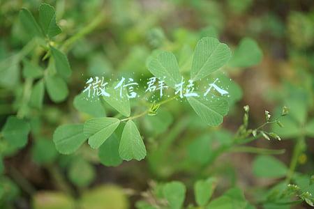 微信群拉人