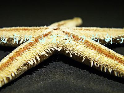 没有理由不努力的句子