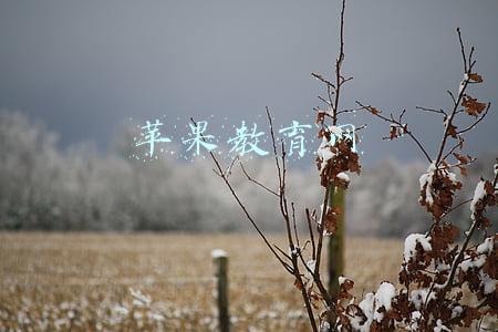 苹果教育网