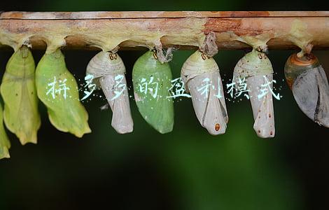 拼多多的盈利模式