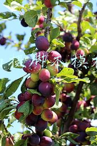 抖音短视频拍摄脚本模板(抖音剧本/短视频拍摄脚本案例（有滋有味熟食店）)