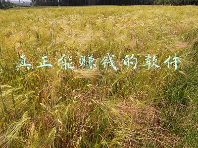 真正能赚钱的软件