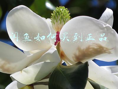 闲鱼如何买到正品
