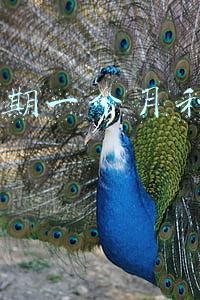 招商银行信用卡1万逾期一个月利息要多少(信用卡透支逾期后之前还的钱都算进利息有多少人知道吗？)