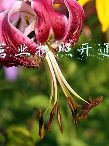 不用营业执照开通花呗收款