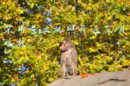 不用营业执照开通花呗收款