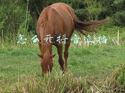怎么开抖音直播卖东西(抖音小店入驻：怎么在抖音上直播带货？这些规则提前掌握)