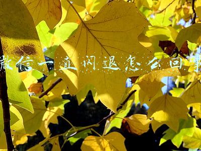微信一直闪退怎么回事