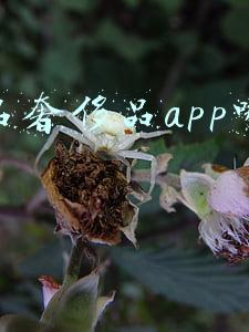 正品奢侈品app哪个好