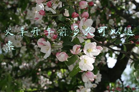 火车开车后可以退票吗(12306将延长火车售票时间，开车前都可退票)