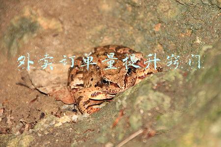 外卖订单量提升窍门