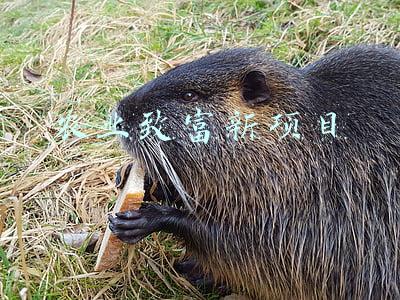 农业致富新项目