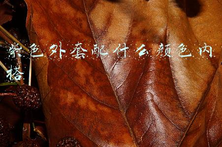 紫色外套配什么颜色内搭