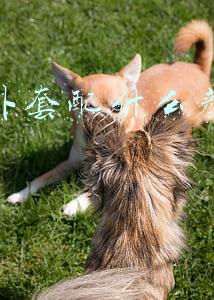 紫色外套配什么颜色内搭