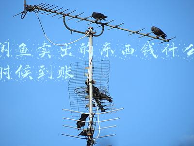 闲鱼卖出的东西钱什么时候到账
