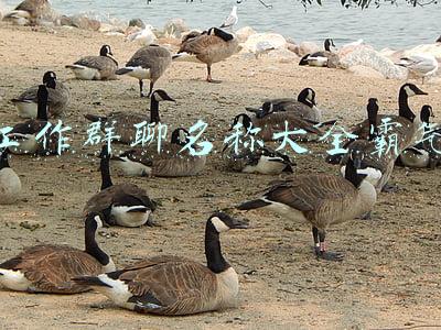 工作群聊名称大全霸气