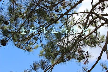 董明珠直播带货