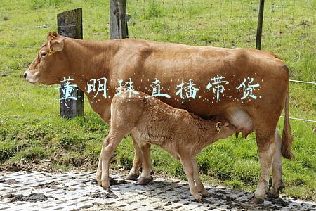 董明珠直播带货销售额(102.7亿！董明珠再破销售纪录，经销商称直播间价格低于拿货价)