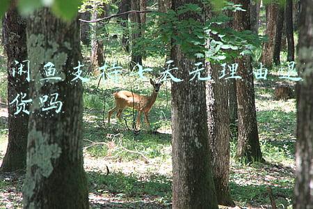 闲鱼支持七天无理由退货吗