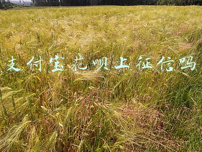 支付宝花呗上征信吗