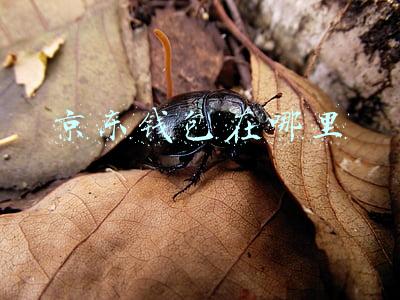 京东钱包在哪里