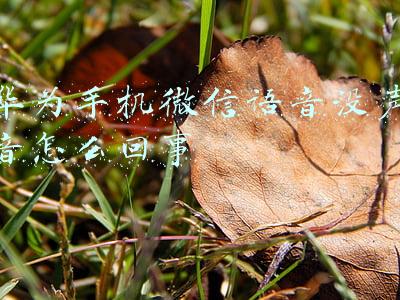 华为打电话没声音微信语音有声音(华为p40pro微信群视频只有声音没有显示通话的界面，也无法挂断)