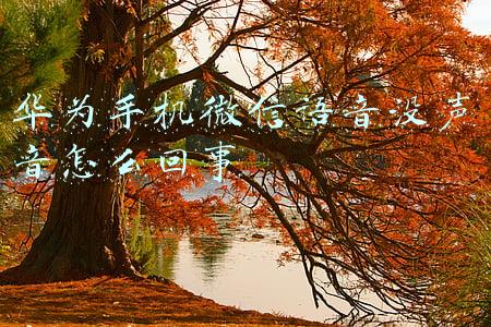 华为手机微信语音没声音怎么回事