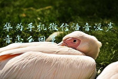 华为手机微信语音黑屏(为何华为手机在熄屏时接不到微信)