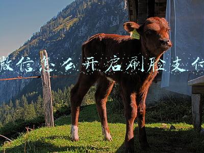 微信怎么开启刷脸支付