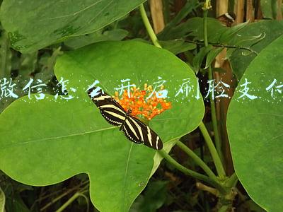 微信怎么开启刷脸支付