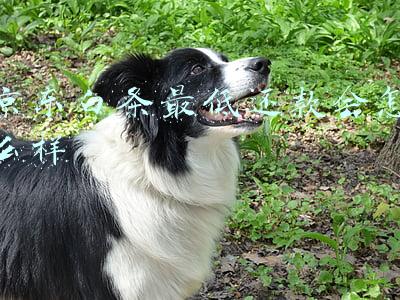 京东白条怎么还款(京东白条支付还款流程 每月几号前还白条账单)