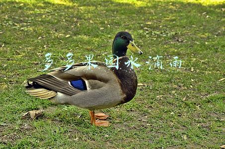 多多果园水滴雨